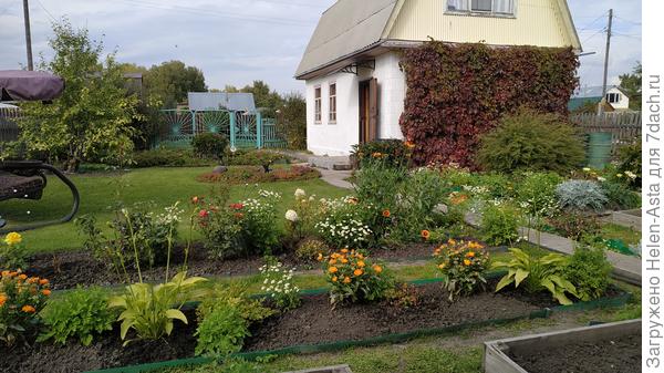 Вот на клумбах и дорожках белые хризантемы