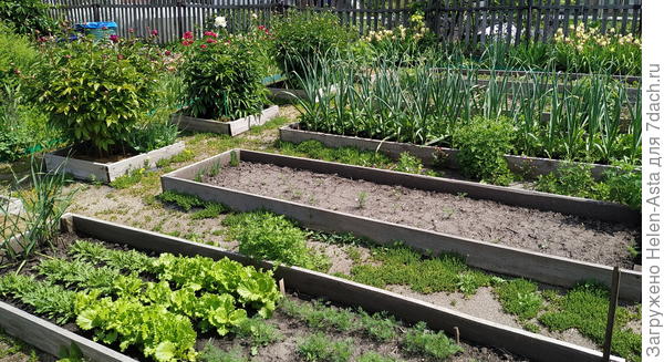 Вдоль грядок кусты - хризантема