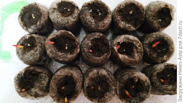 Первые росточки. Тьфу-тьфу