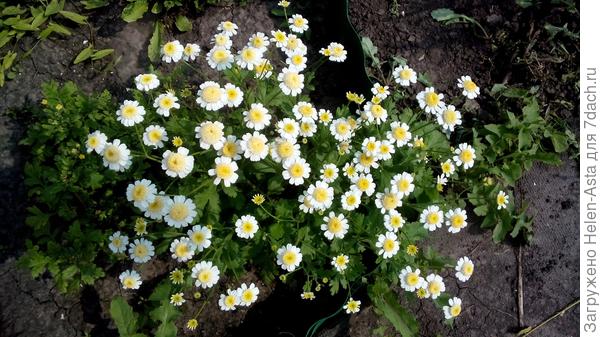 Хризантема однолетняя