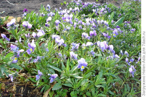 Анютины глазки