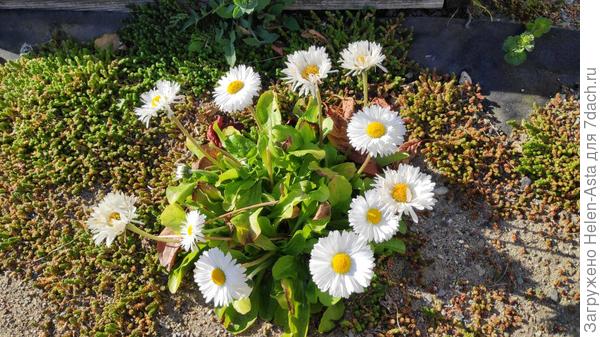 Маргаритки