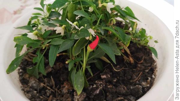 После пересадки из теплицы