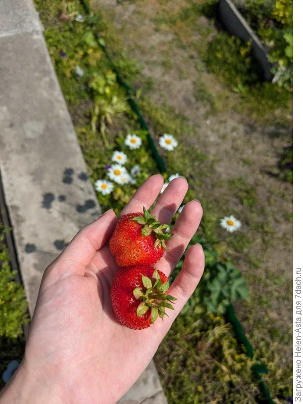 Клубника поспела