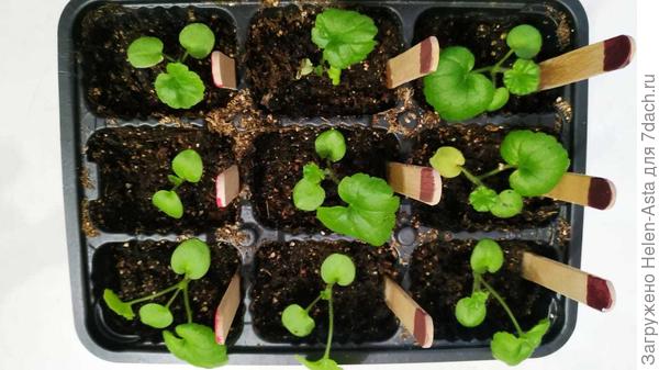 Малыши подросли, 15.11.2025