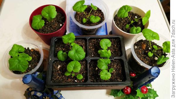 Уже большие, 24.11.2025