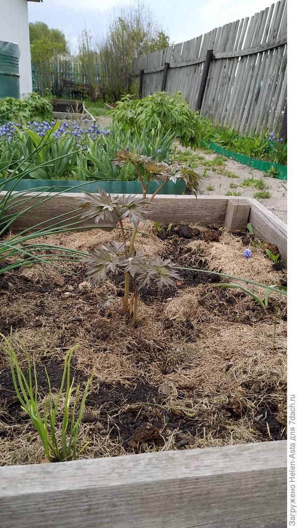 Бордюрный пион