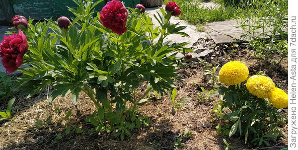 Бордюрный пион