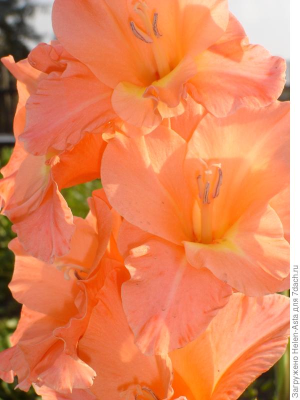 Персиковый