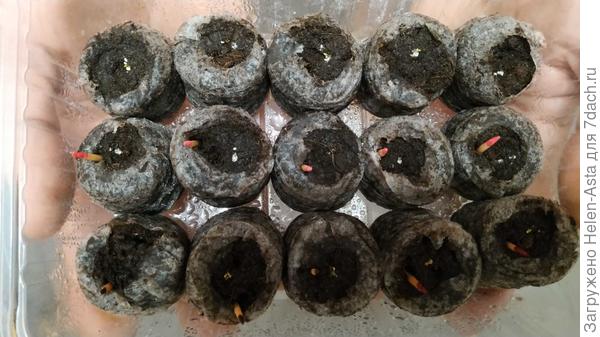 всходы эустомы от