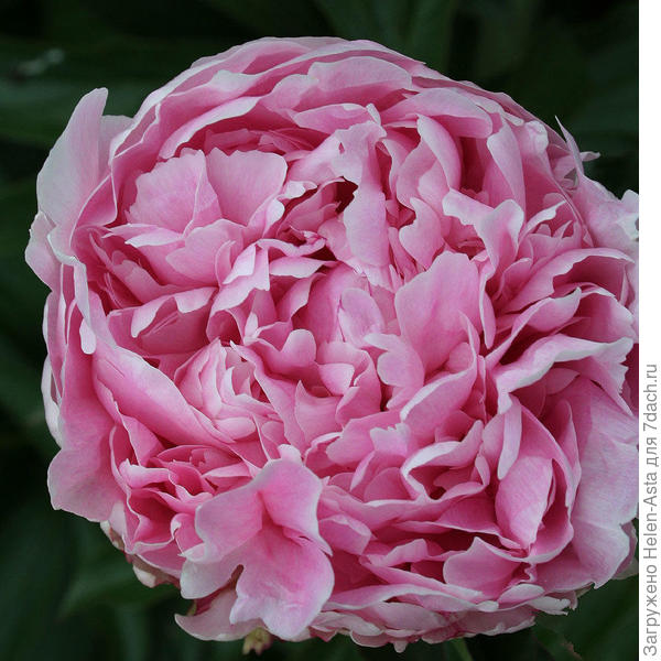 Алис Хардинг