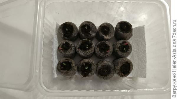 В новой тепличке, 03.12.2025