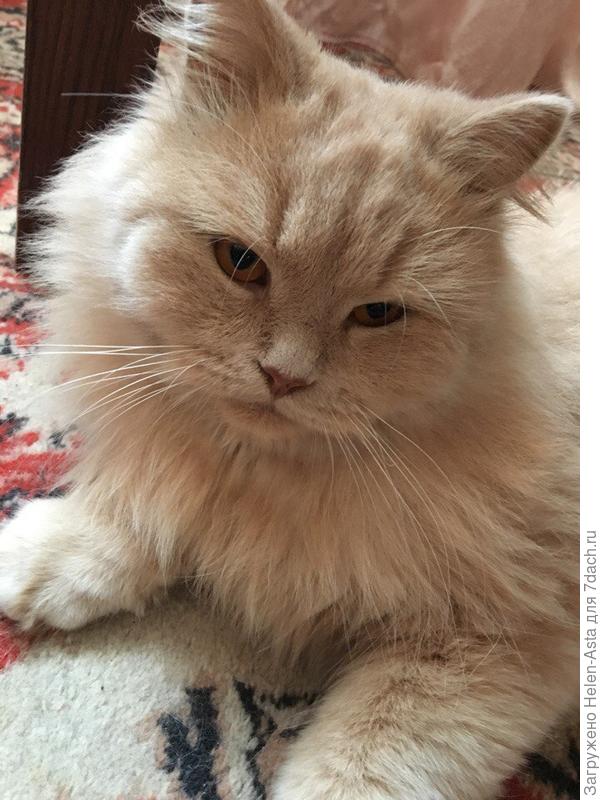 Даши с Вами