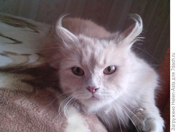 Был помоложе, видны кисточки были, сейчас оброс уже не видно.