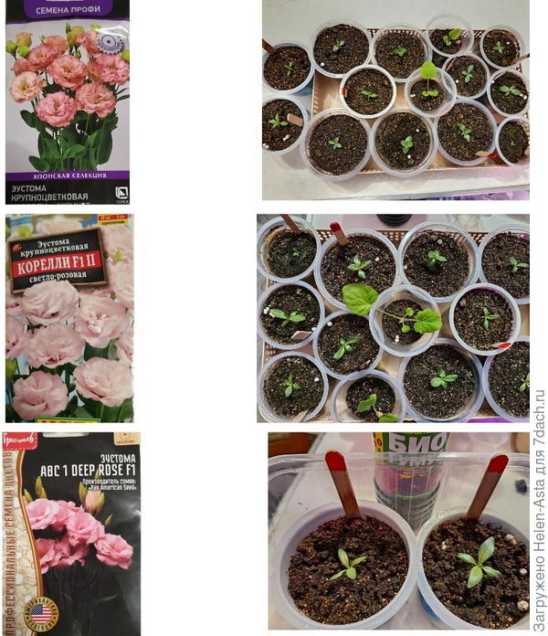 Ноябрьский эксперимент