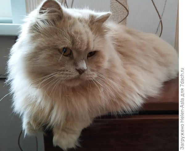 Даши-с-Вами