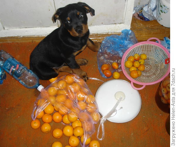 А чЁ я? Это не Я, оно само!