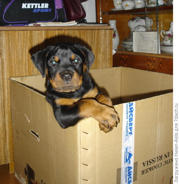 Шеф, подкинешь?