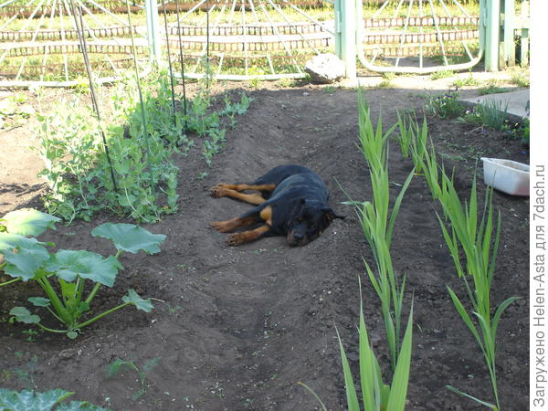 Настоящий охранник