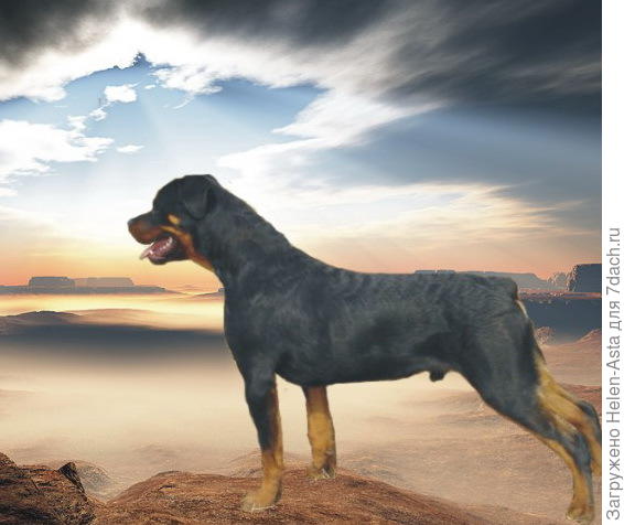 Тони Брекстон