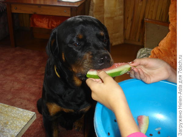 Любимый деликатес. Ням-ням