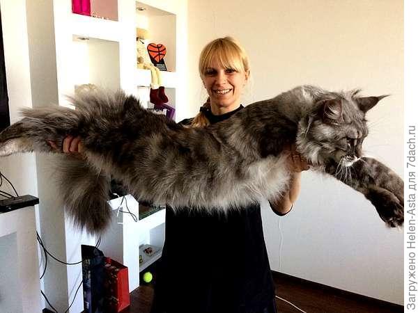 Американский тип