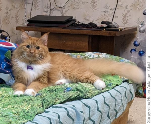 Европейский тип