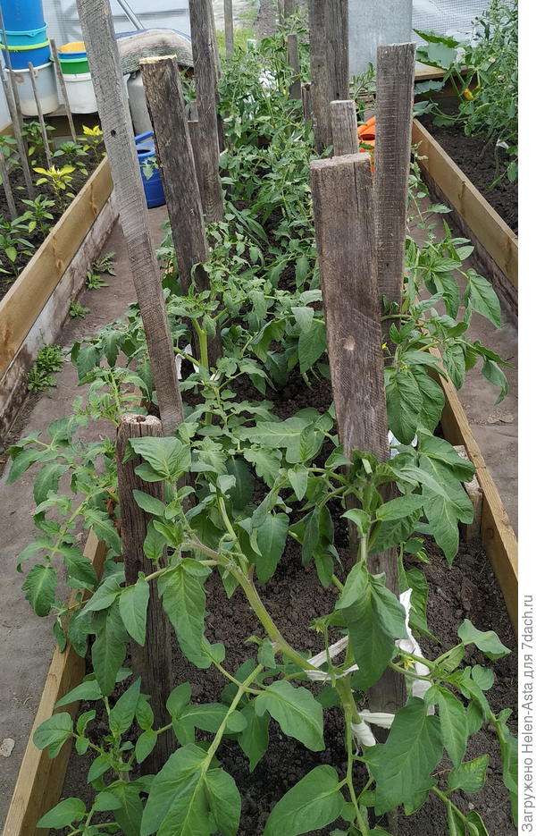 Помидорная теплица летом