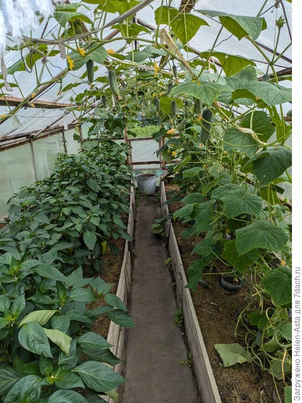 Огуречная теплица летом