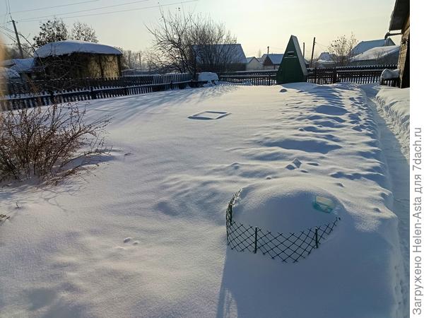 Куст спиреи укрыт на 1/2