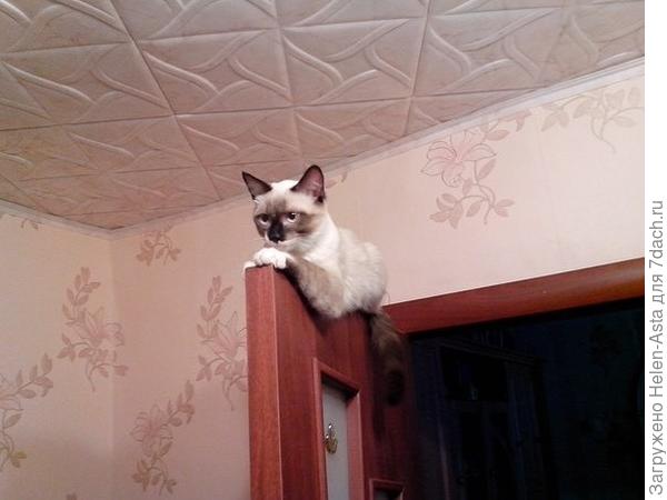 Монорельсовый кот