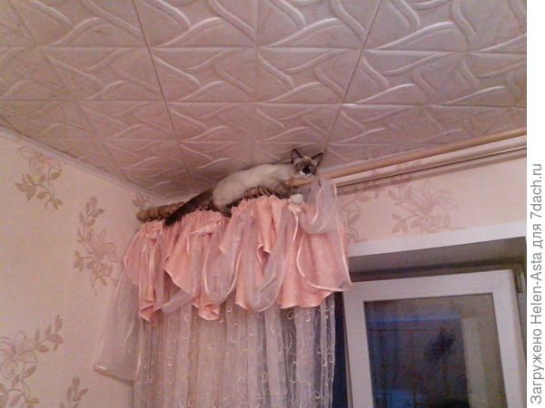 Сёма - верхолаз