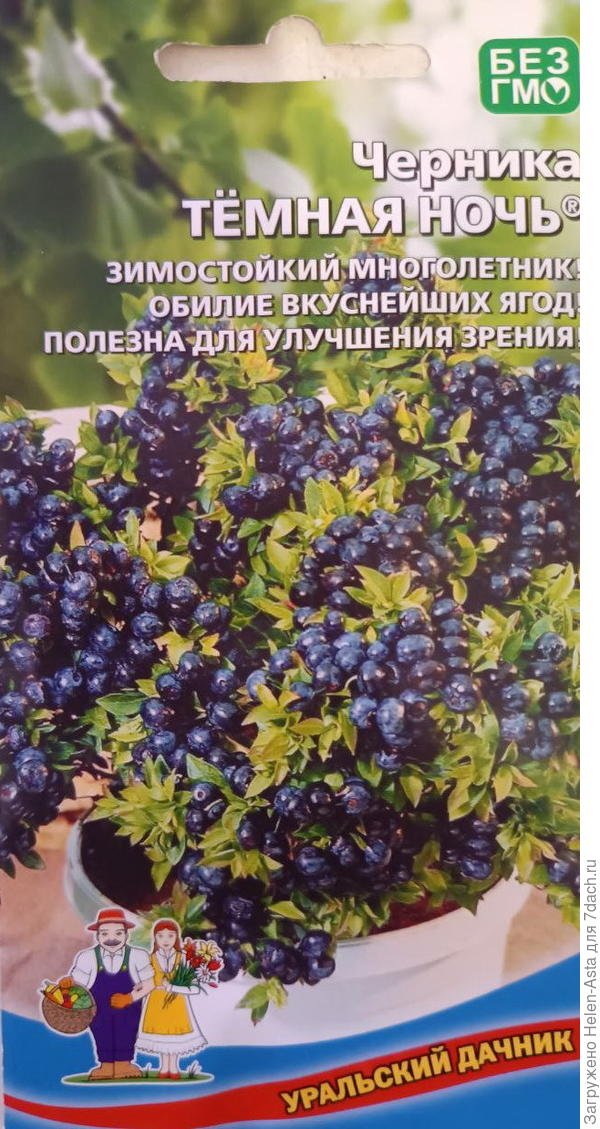 Черника Тёмная ночь