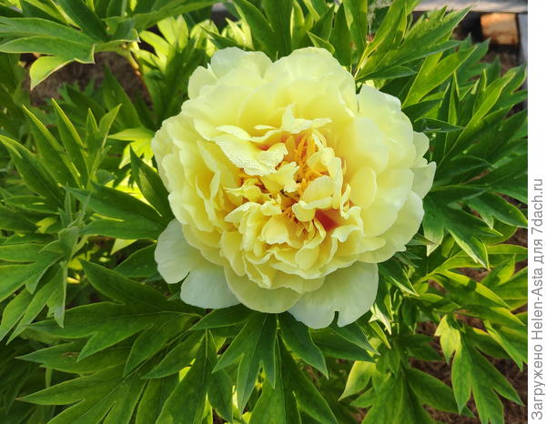 Всего три года и зацвел