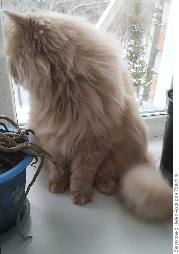 Бдительный кот