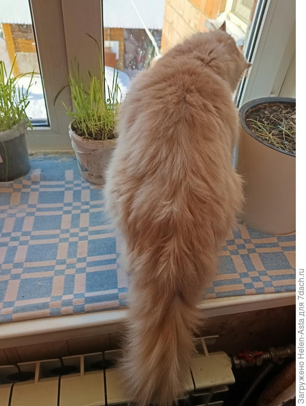 Это моё одеялко
