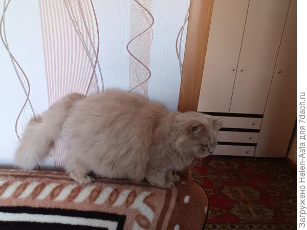 КПП для Дасика