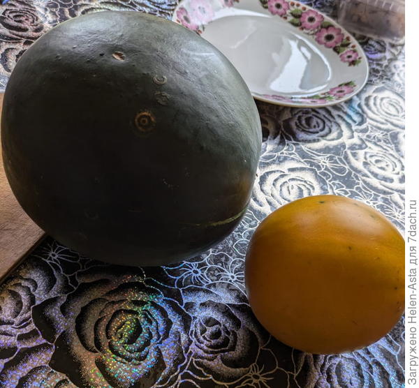 Арбуз Сахарный малыш и дыня Колхозница. Самые первые в 2025