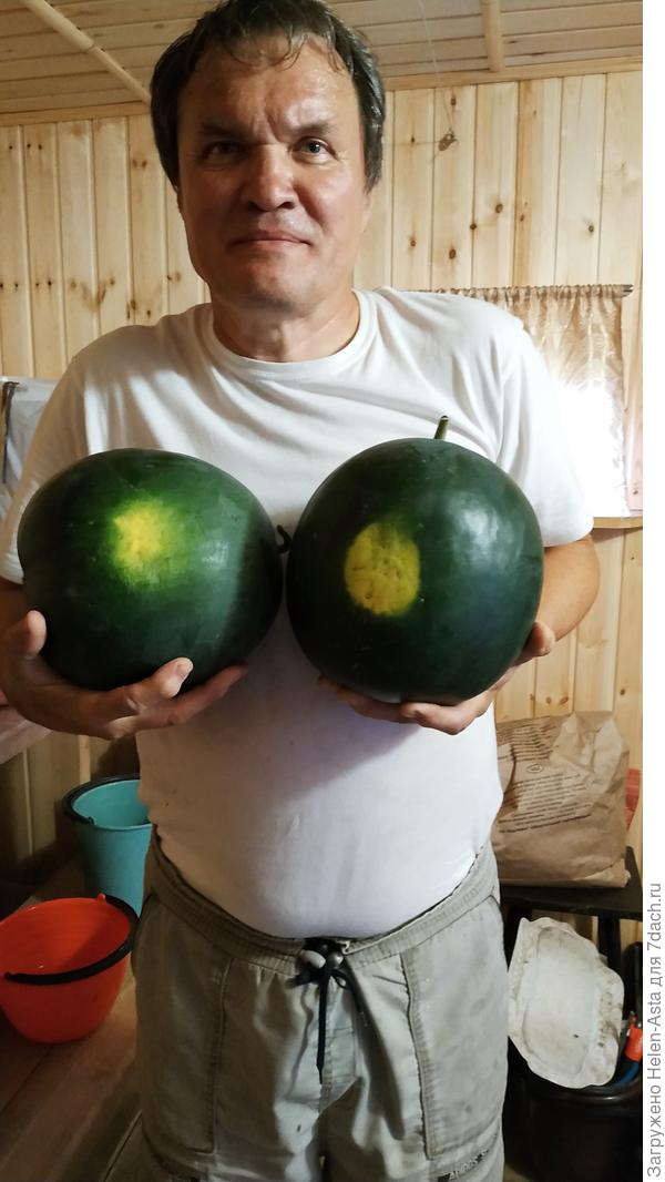 Самый главний бахчевик