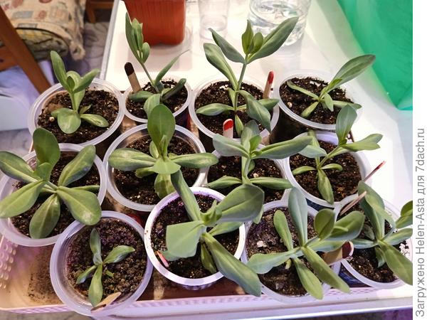 Детский сад Эустома