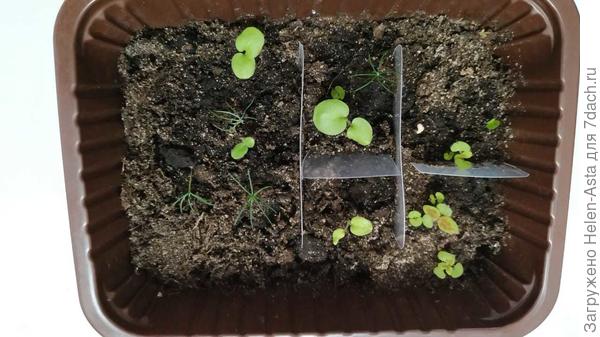 Елочки, пеларгошки и колеусы