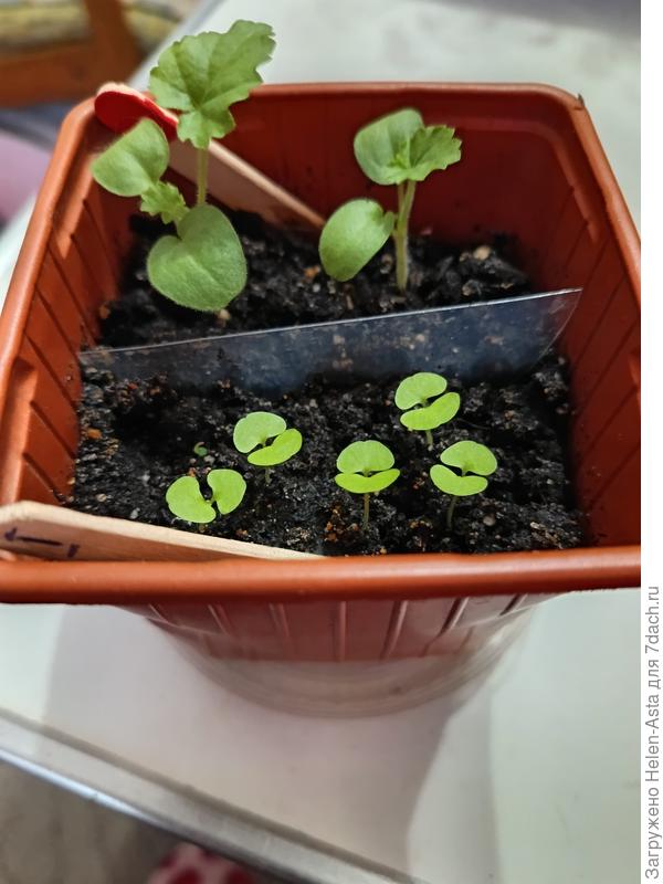 Пеларгония нано Алая + колеус