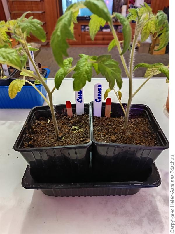 Два Саньки 23.02.2026