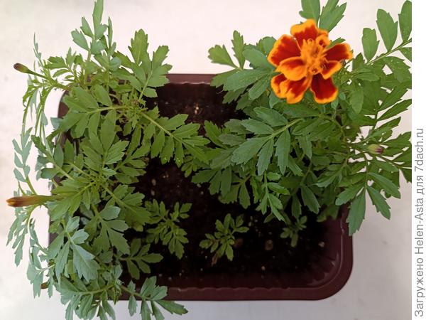 Всех девочек с наступающим весенним праздником!