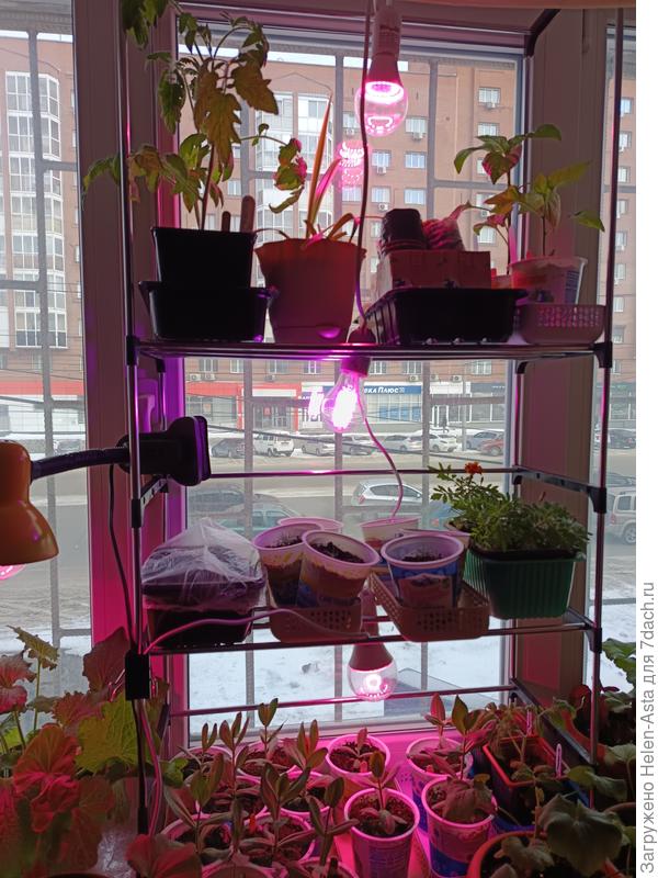 А у нас ... на окне... 04.03.2026