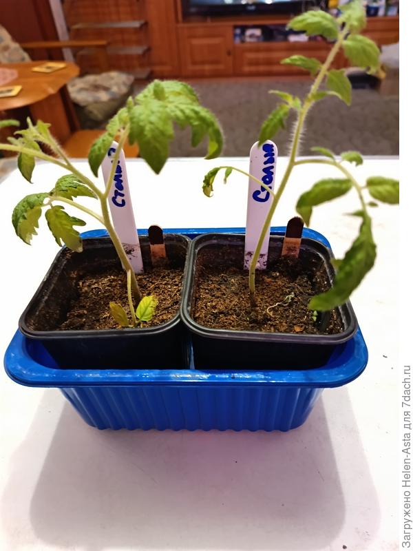 Два Столыпина 23.02.2026