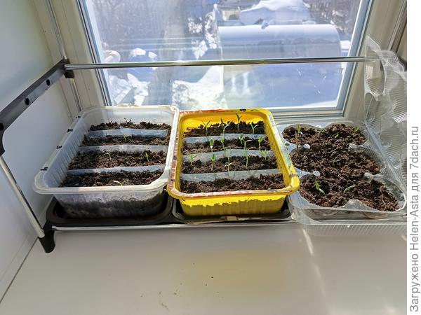 Перчики в этом году всходят не шибко охотно. Посев 11.02.26