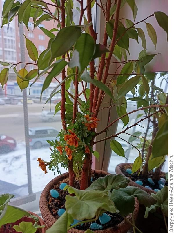 Фикус зацвел