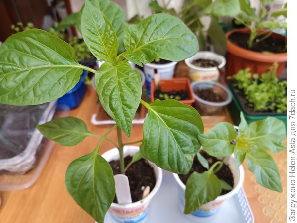 А эти перчики посажены 26 декабря для раннего урожая. Планирую выращивать в ведрах