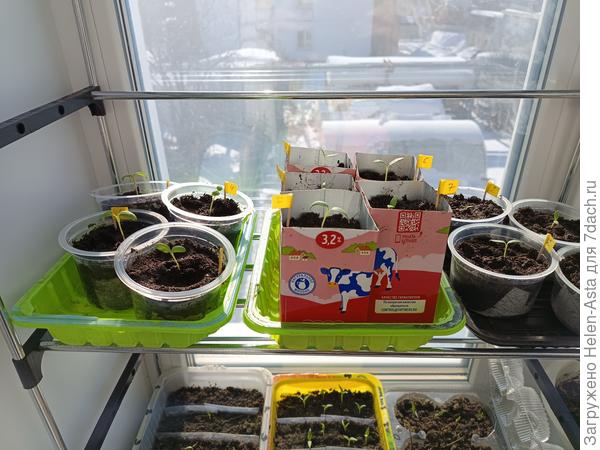 А вот баклажаны, посаженные в таблетки, пришлось пересаживать, переросли. Посев 11.02.26